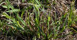 Blue sedge